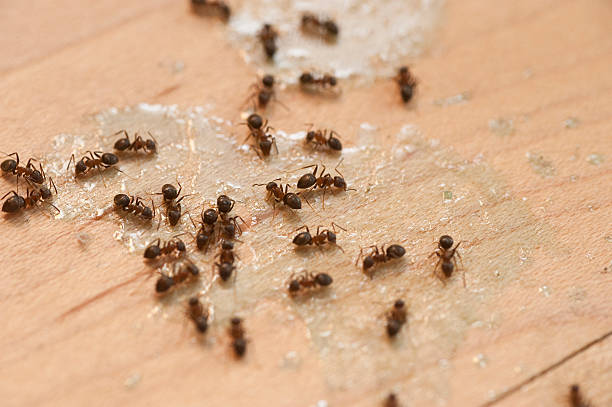 Professional Pest Control in Newkirk, OK