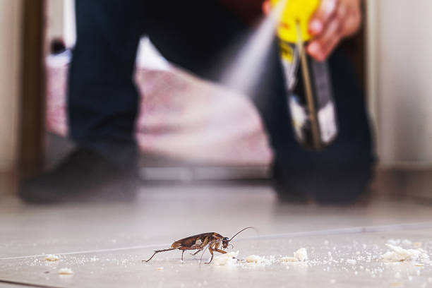 Best Pest Prevention Services  in Newkirk, OK